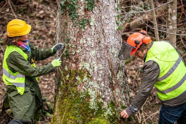  Kaneohe, HI Tree Removal Services Pros