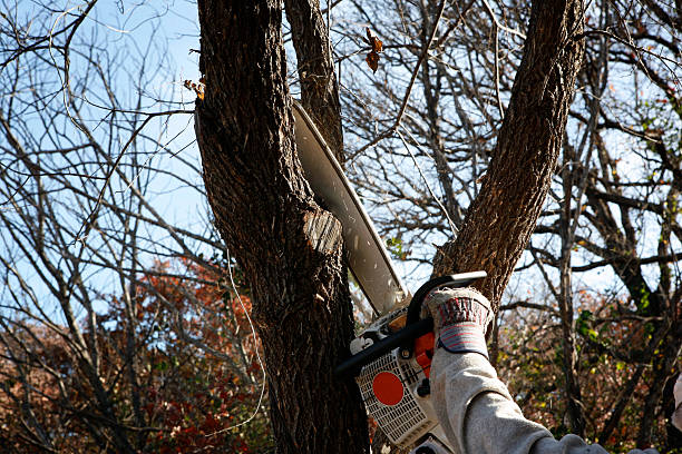 Best Storm Damage Tree Cleanup  in Kaneohe, HI